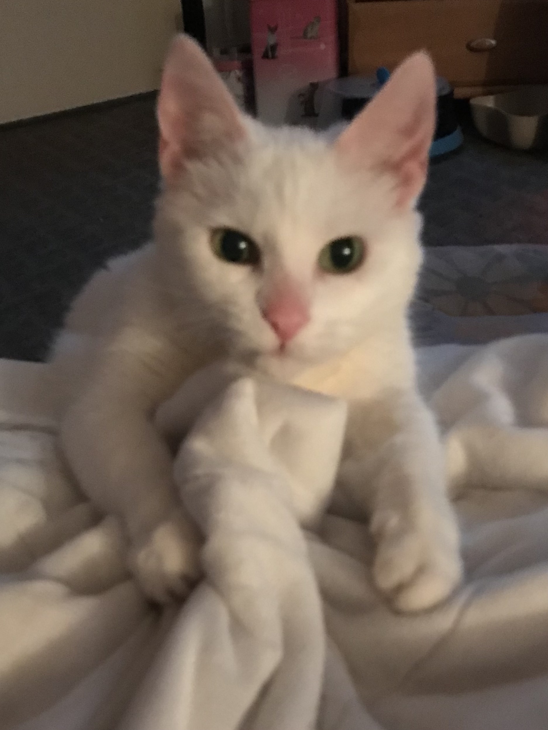 macska